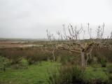 24.01.2009 SAN LORENZO